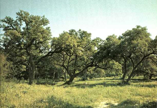 Seiders Oaks-1969